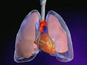 What are some facts about the respiratory system? | HowStuffWorks