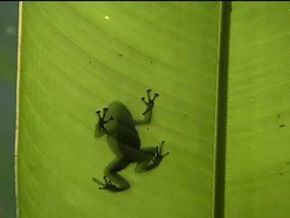 Ms Adventure: Deadly Dart Frogs