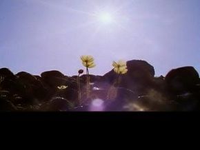 Assignment Discovery: Arctic Tundra Poppies