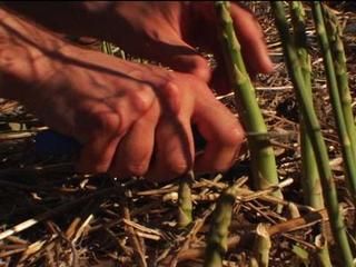 G Word: Organic Asparagus Garden