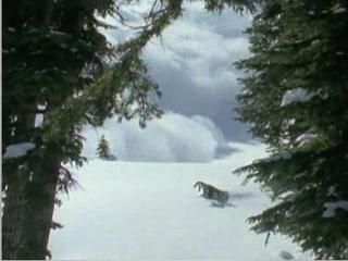 Winter snow blankets the outdoor forest.
