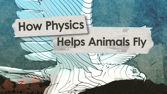 How stuff works Illustrated: How Physics Helps Animals Fly＂border=