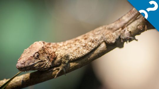 HowStuffWorks: Zoo Atlanta’s New Slimy, Scaly Spectacular