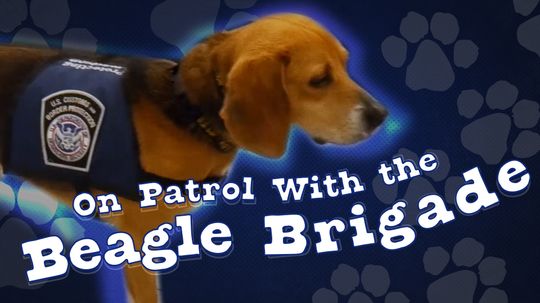 On Patrol With the Beagle Brigade