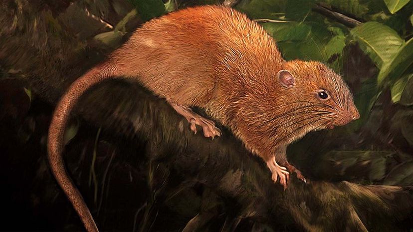 This illustration depicts the newly identified giant rat Uromys vika, an arboreal rat native to the Solomon Islands. Velizar Simeonovski/The Field Museum