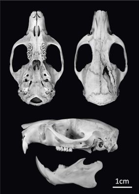 rat skull