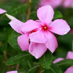 Purple Vinca Minor flowers