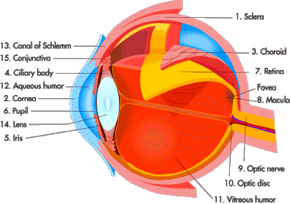 人眼的主要部分
