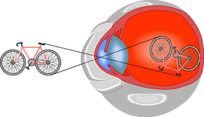 A Simple Way of Understanding How Vision Works