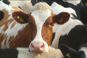 The most well-known disease caused by prions is mad cow disease.