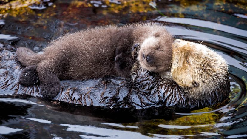 sea otter cam