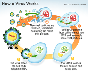 how a virus works