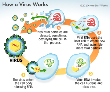 how a virus works