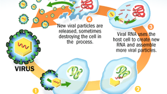 What is a virus, and how does it become a danger to human life?