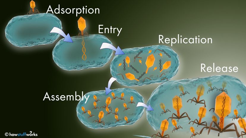 host science example