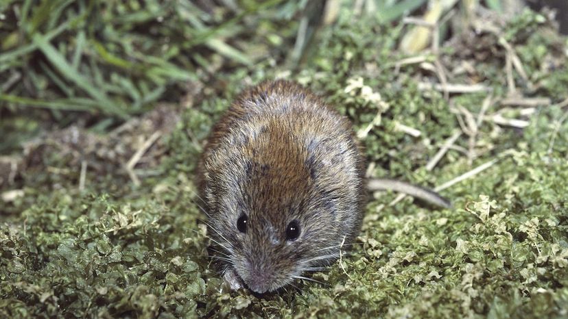 vole, genes