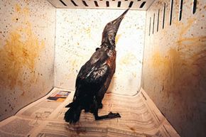 bird covered in oil