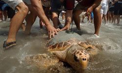 volunteers release a rescued sea turtle back into the ocean