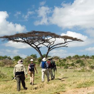 Adventure through African nature outdoors under a tree.