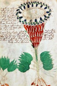 The (possibly) botanical illustrations in the manuscript have been studied at length for similarities to known plants. 