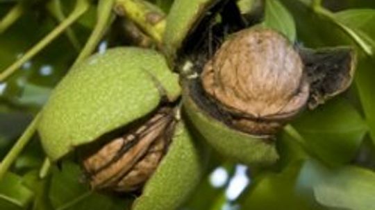 What are some walnut allergy symptoms?