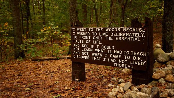 Exploring the forest's natural beauty.