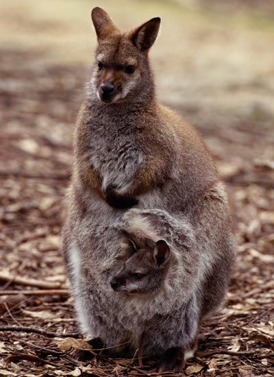 marsupials of the world