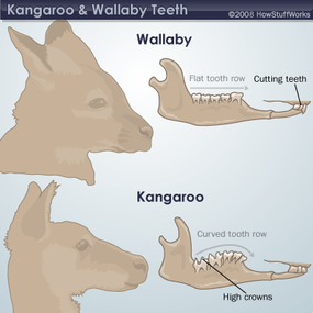 wallaby and kangaroo teeth