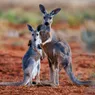 What's the Difference Between a Wallaby and a Kangaroo?