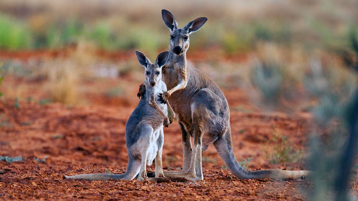 Kangaroo Jumping High