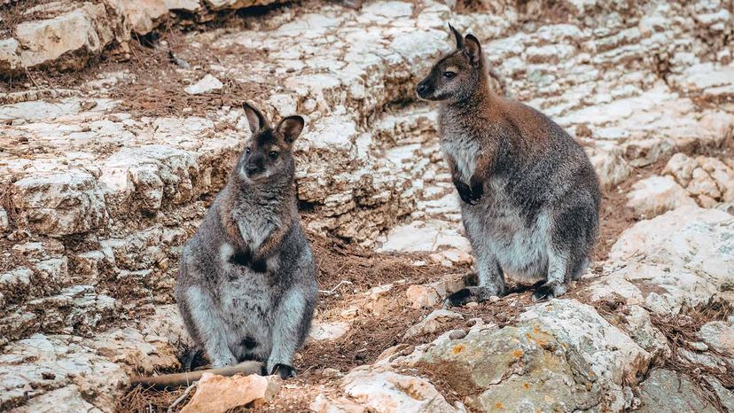 red-necked wallabies