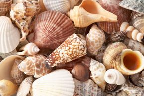 seashell walls wallcoverings project