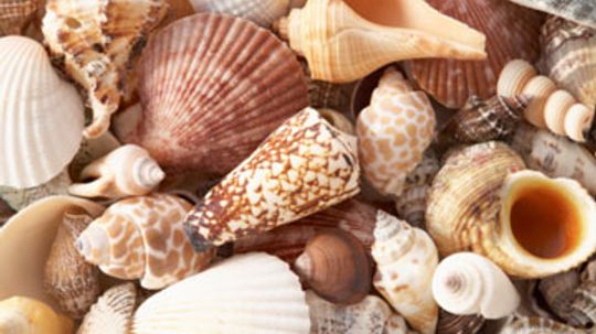 Seashell Walls