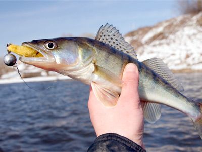 Walleye and Bait - Ontario Walleye Fishing