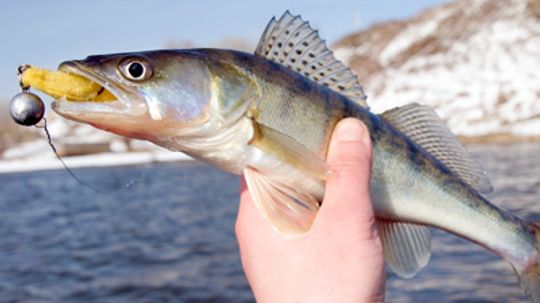 Top 3 Walleye Fishing Techniques