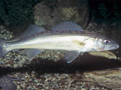 Walleye (Sander vitreum). Great Lakes to Mississippi River, USA.