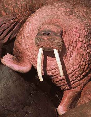 A walrus's dense layer of fat helps it to survive temperatures well below freezing. You can tell this walrus is quite warm by its pink skin.