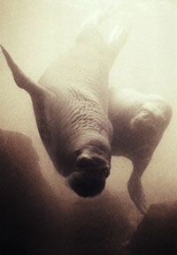 A walrus takes a swim in the ocean.