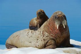 A mother walrus gives her baby a lift.