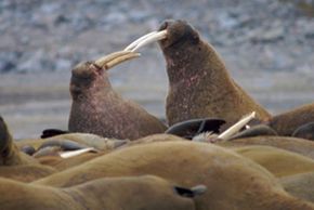 Two walruses fight for dominance.