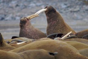 walruses fighting