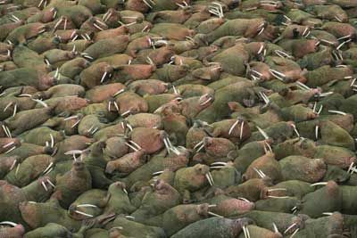 crowd of walruses