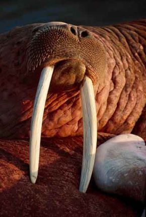 tusks of a Pacific walrus