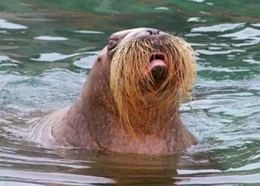 walrus whiskers