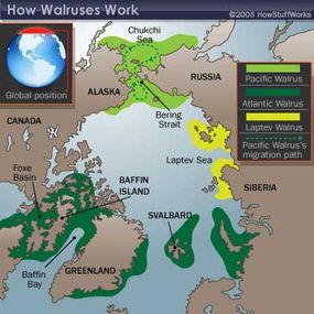 map of walrus distribution and migration