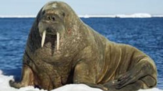 Amazing Animals: Walrus Quiz