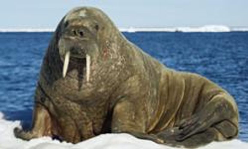 Amazing Animals: Walrus Quiz
