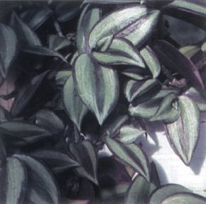 Houseplants Image Gallery Wandering Jew plant is a type of house plant. Leaves have stripes in a variety of colors. See more pictures of houseplants.