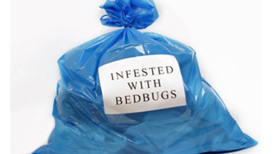 Can you wash bed bugs out of clothes?