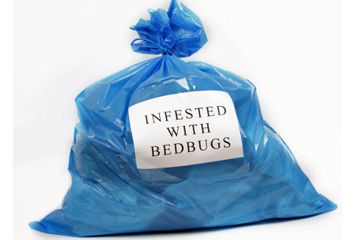 bag with bed bugs